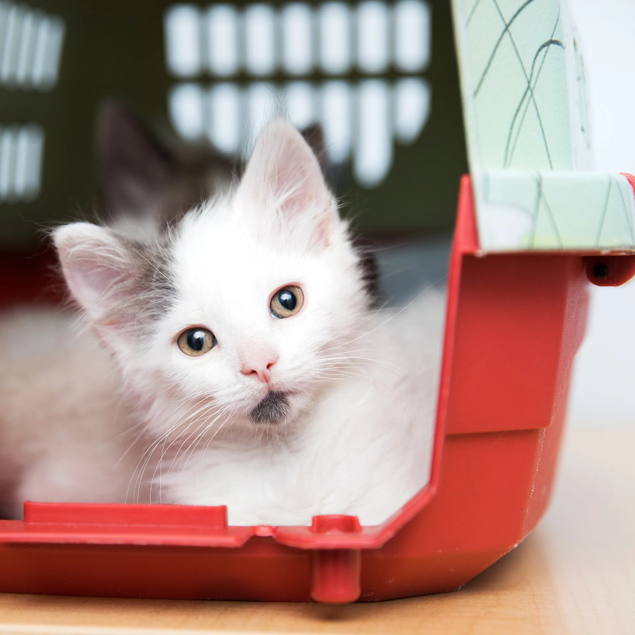 A Cozy Carrier