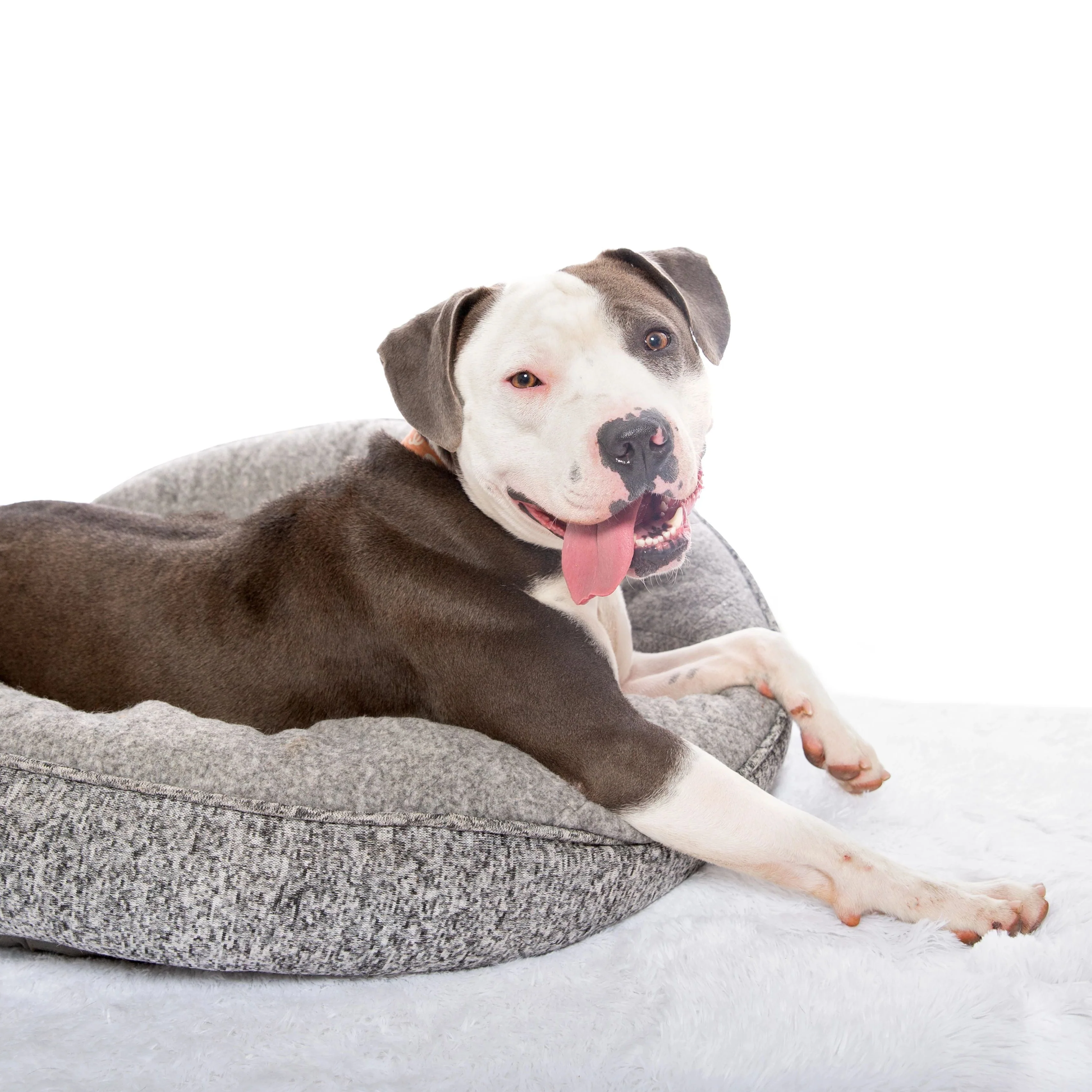 Adoption: Lifesaving Center - Image 3