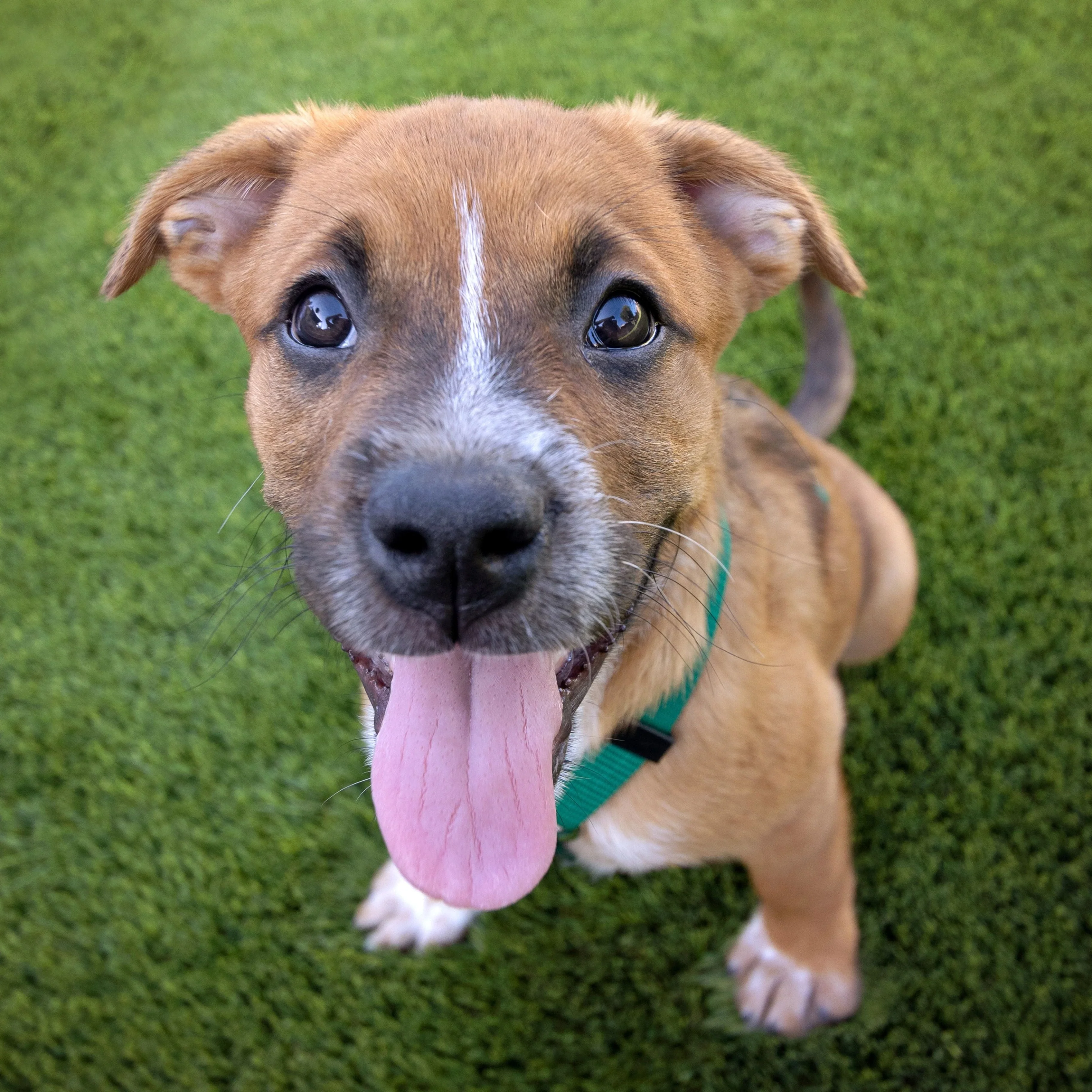 Adoption: Lifesaving Center - Image 5