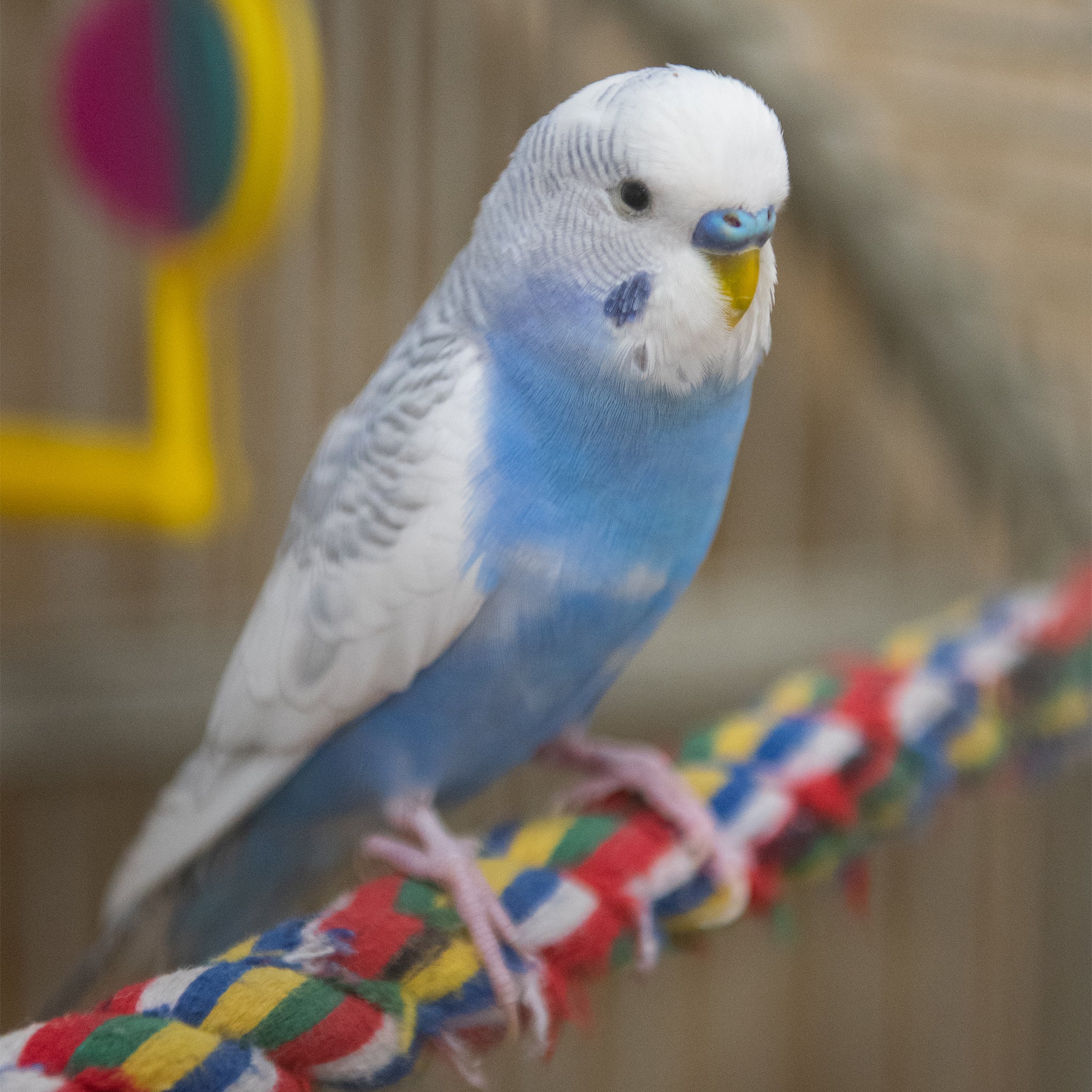 Sanctuary Adoption Fee - Image 7