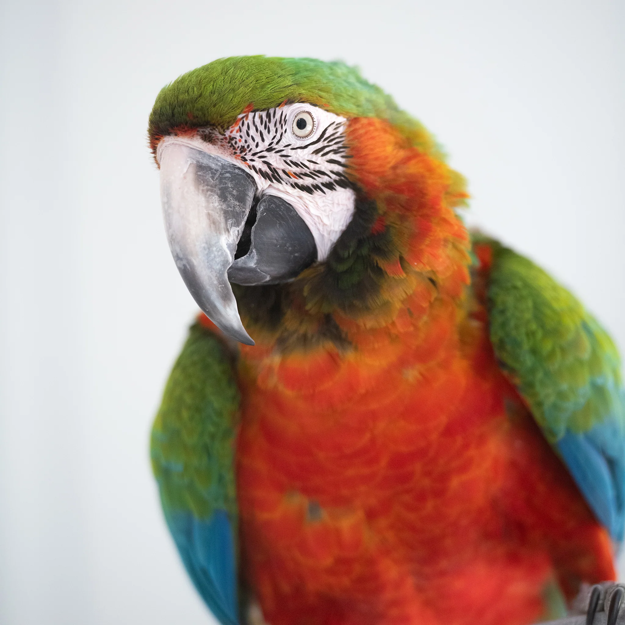 Sanctuary Adoption Fee - Image 8