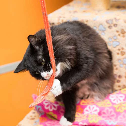 Best Friends Cat Wand - Image 6