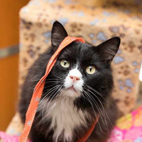 Best Friends Cat Wand - Image 7