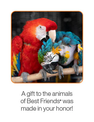 Bird Care Package - Image 3