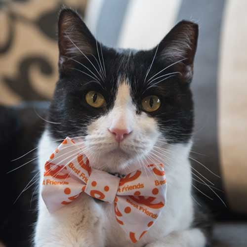 Best Friends Logo Bow Tie - Buy 2, Get 1 FREE - Image 2