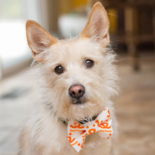 Best Friends Logo Bow Tie - Buy 2, Get 1 FREE - Image 3