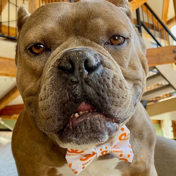 Best Friends Logo Bow Tie - Buy 2, Get 1 FREE - Image 4