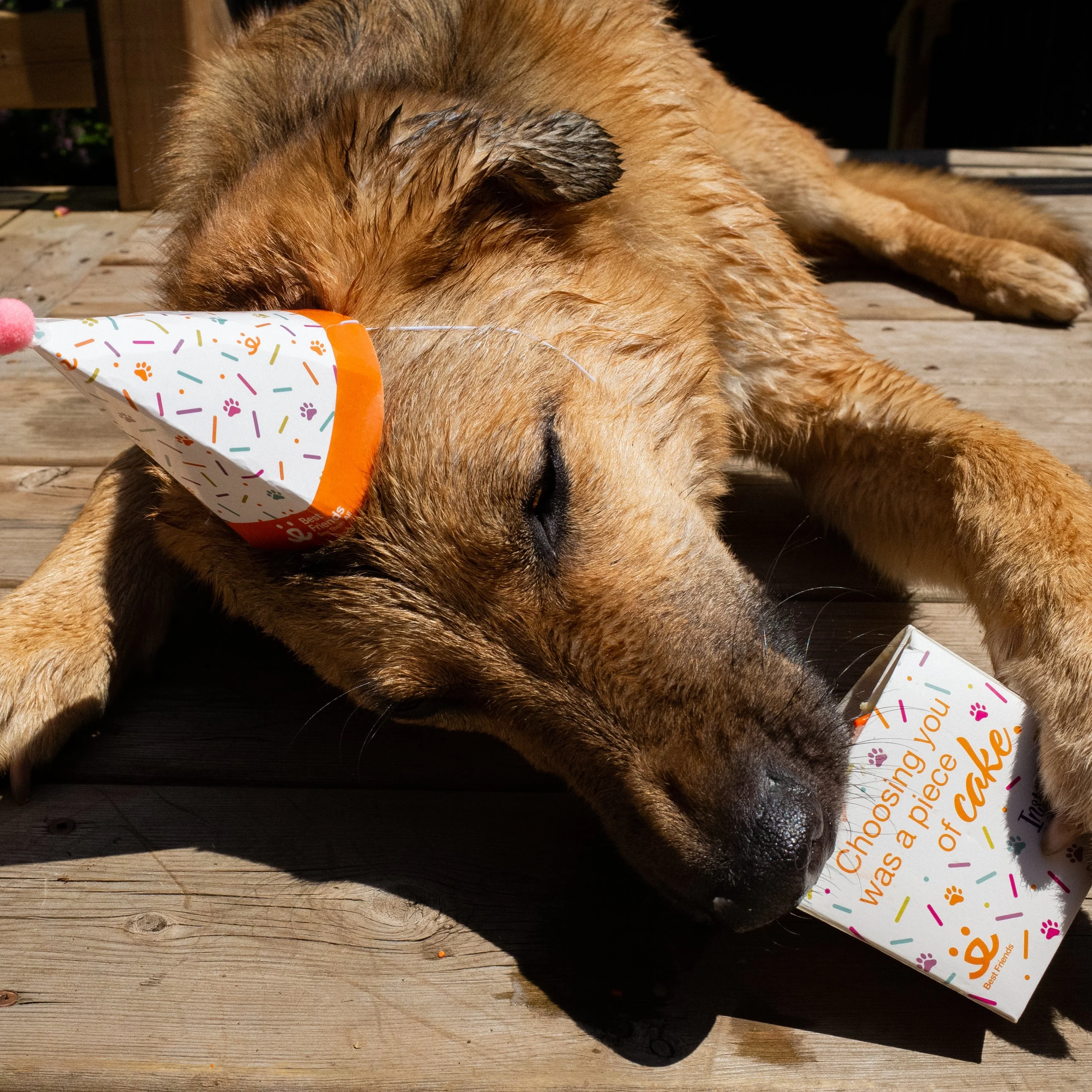 Pet Celebration Cake Kit - Image 4