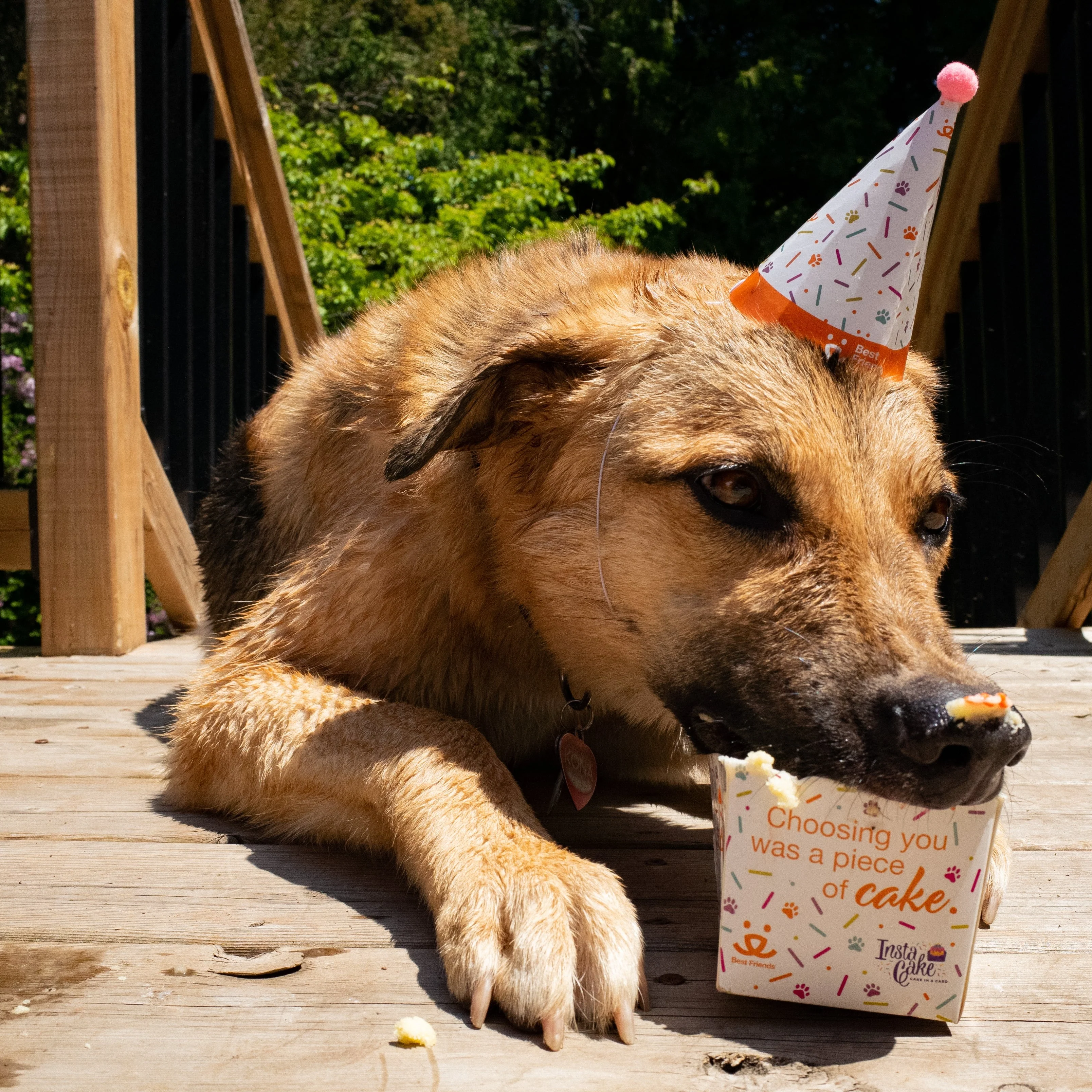 Pet Celebration Cake Kit - Image 6