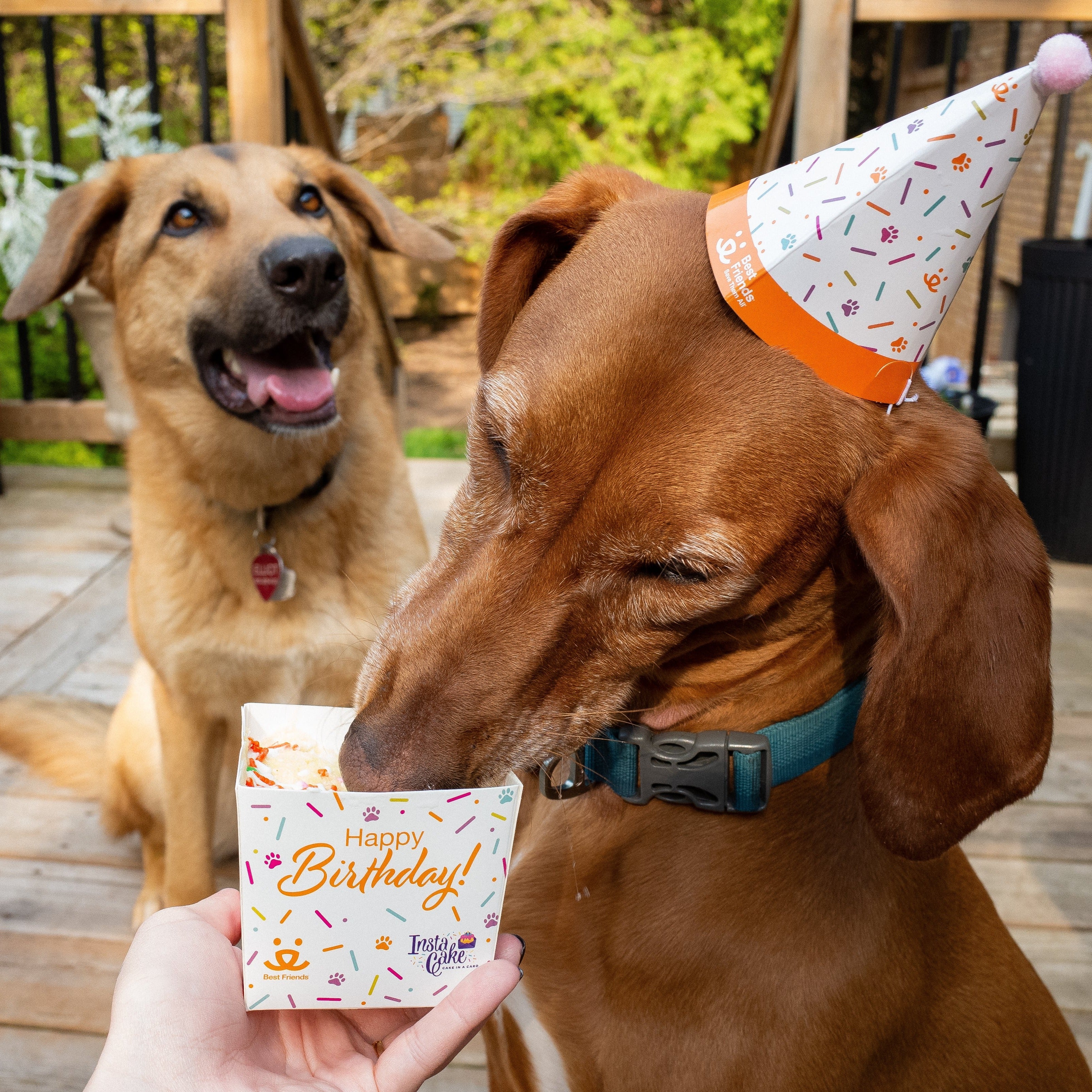 Pet Celebration Cake Kit - Image 7