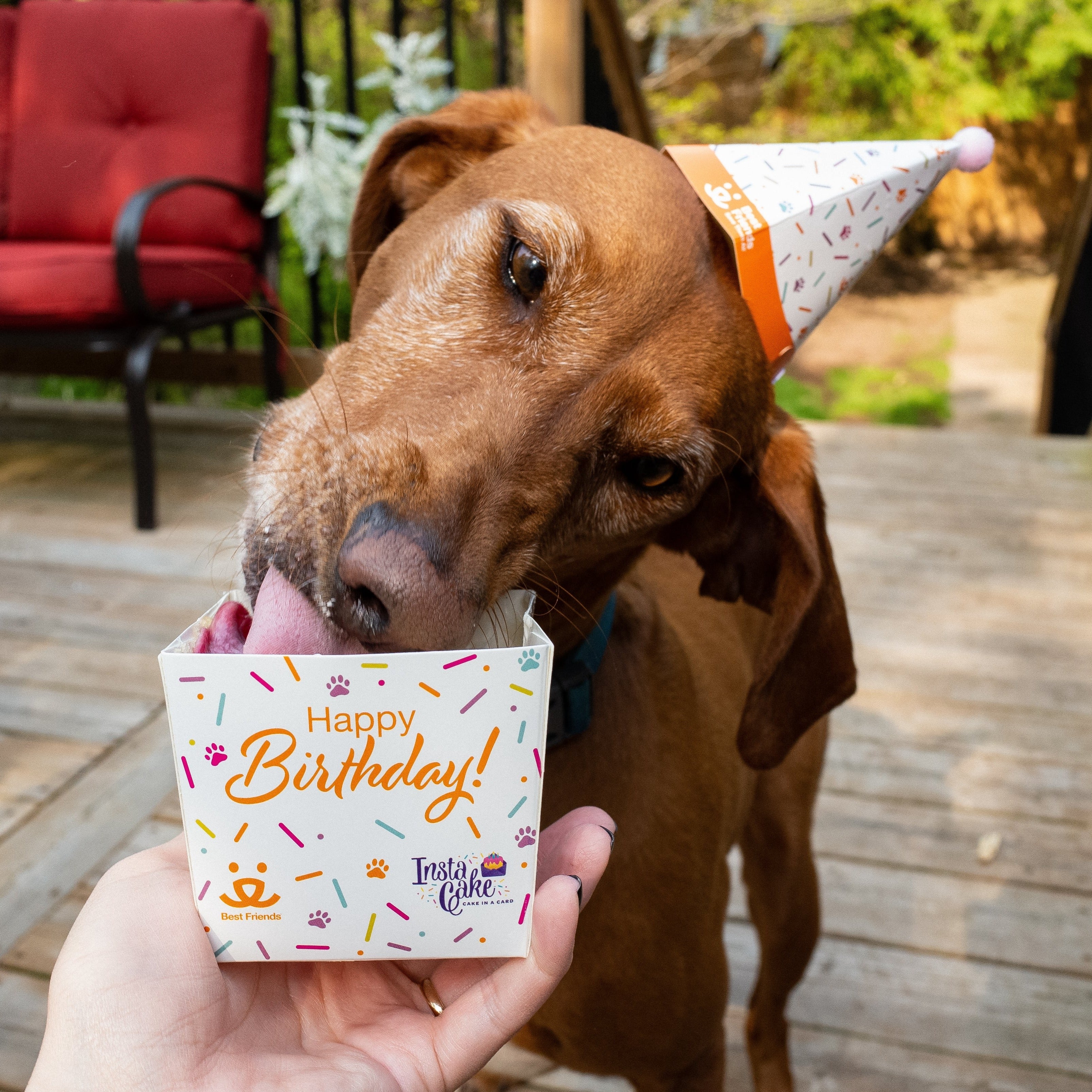 Pet Celebration Cake Kit - Image 8