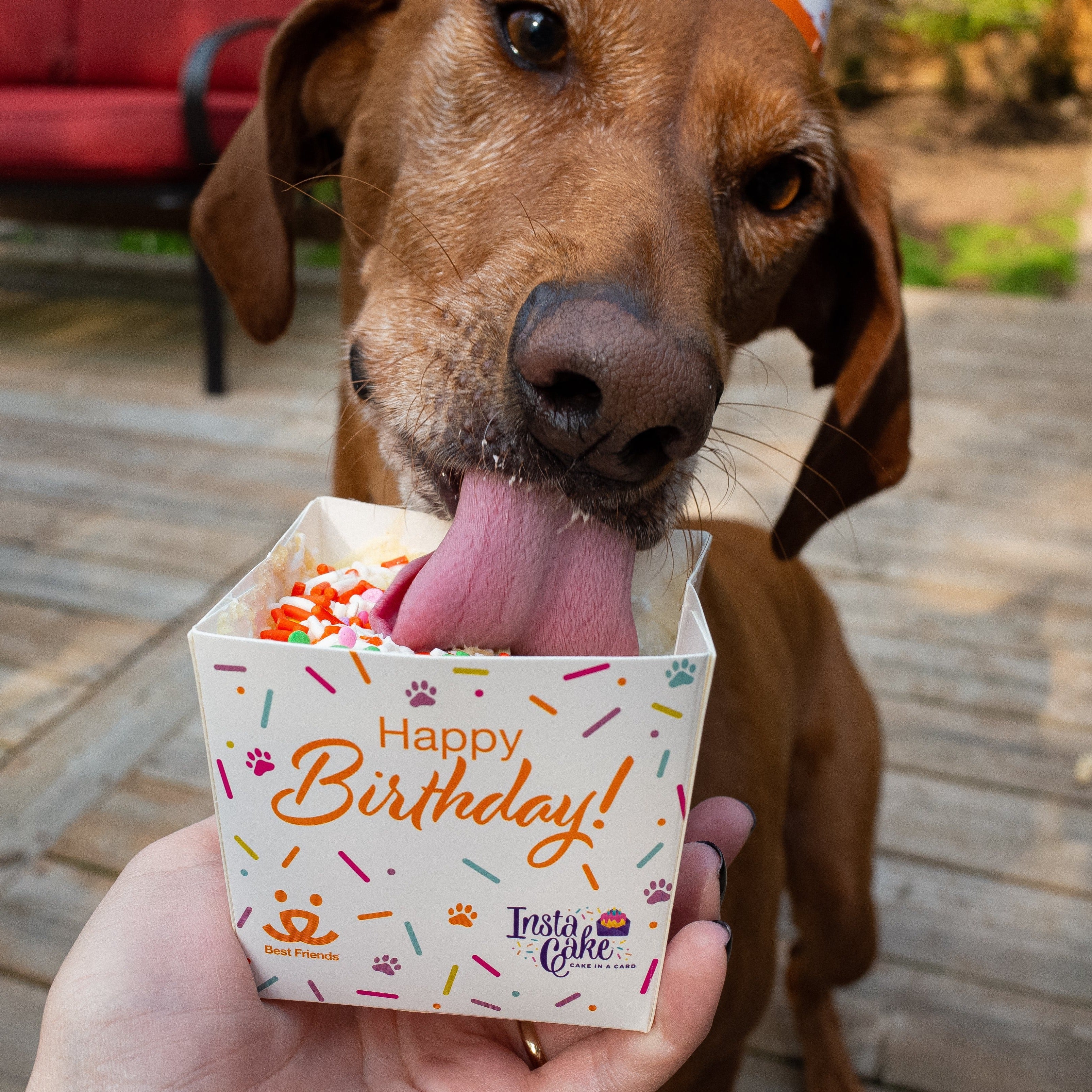Pet Celebration Cake Kit - Image 9