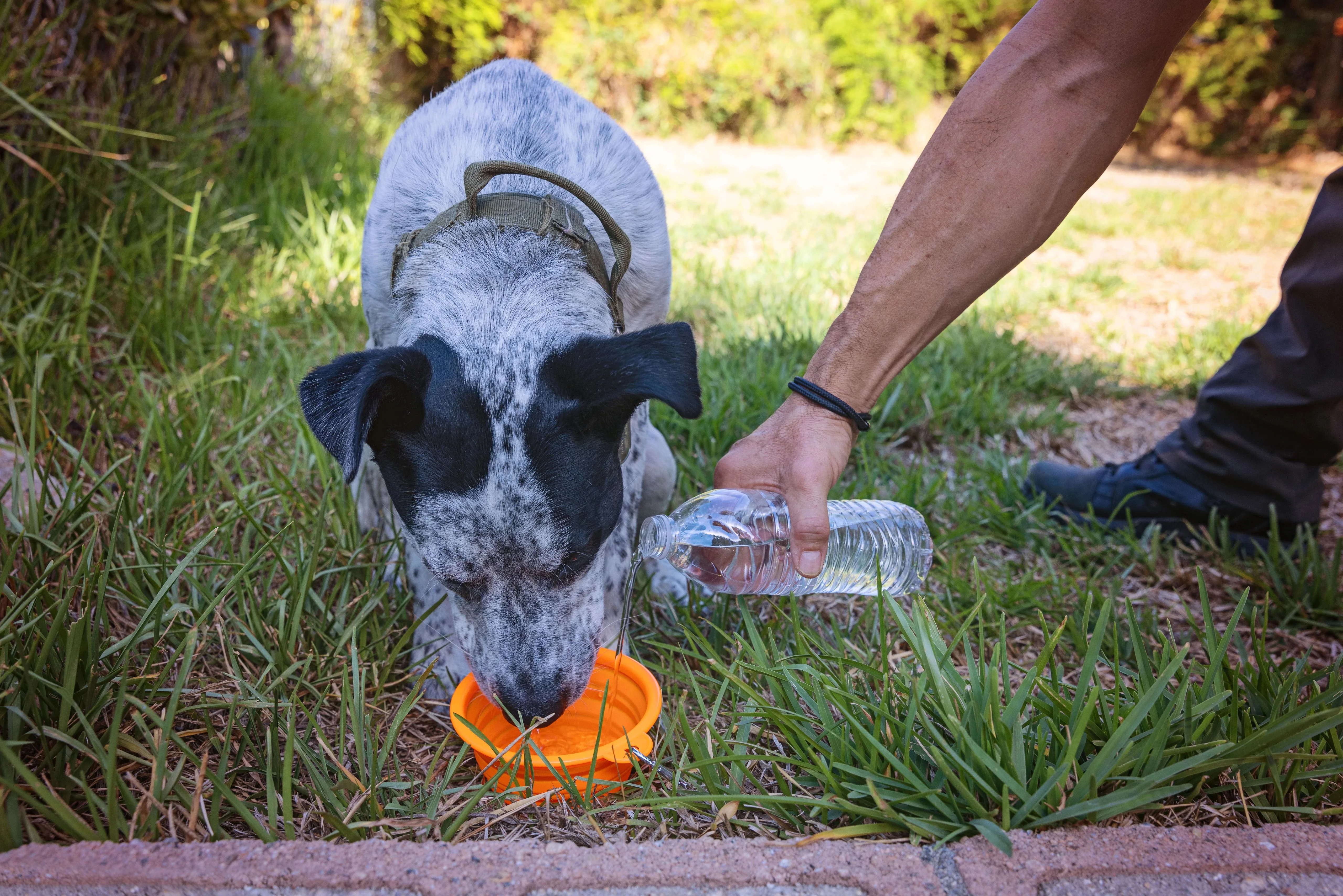 Collapsible Travel Bowl - Image 6