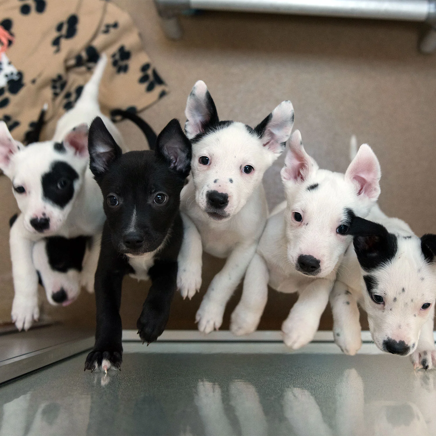 Donate to the Animals - Image 5