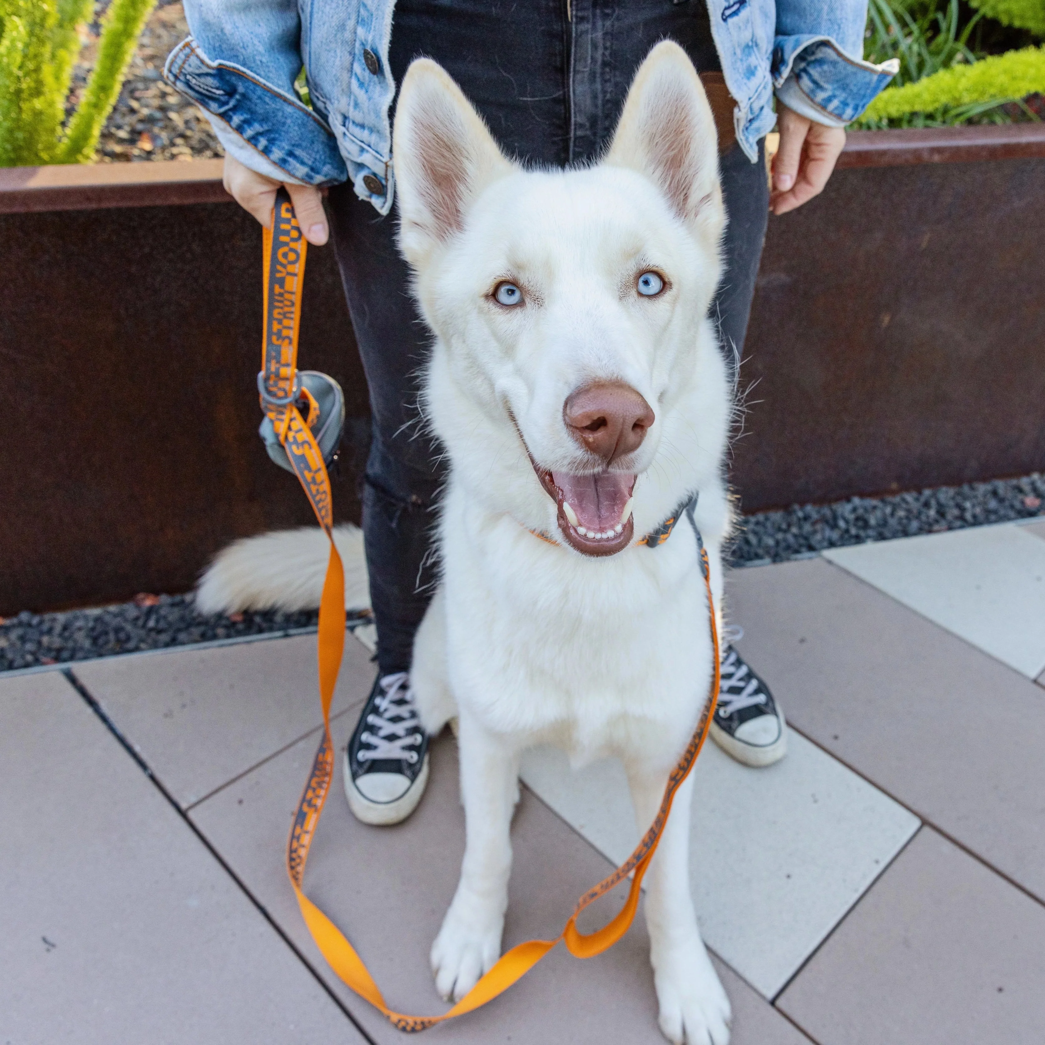 6 ft Dual Handle Comfort Leash - Image 4