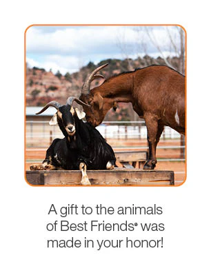 Goat Care Package - Image 3