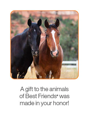 Horse Care Package - Image 3