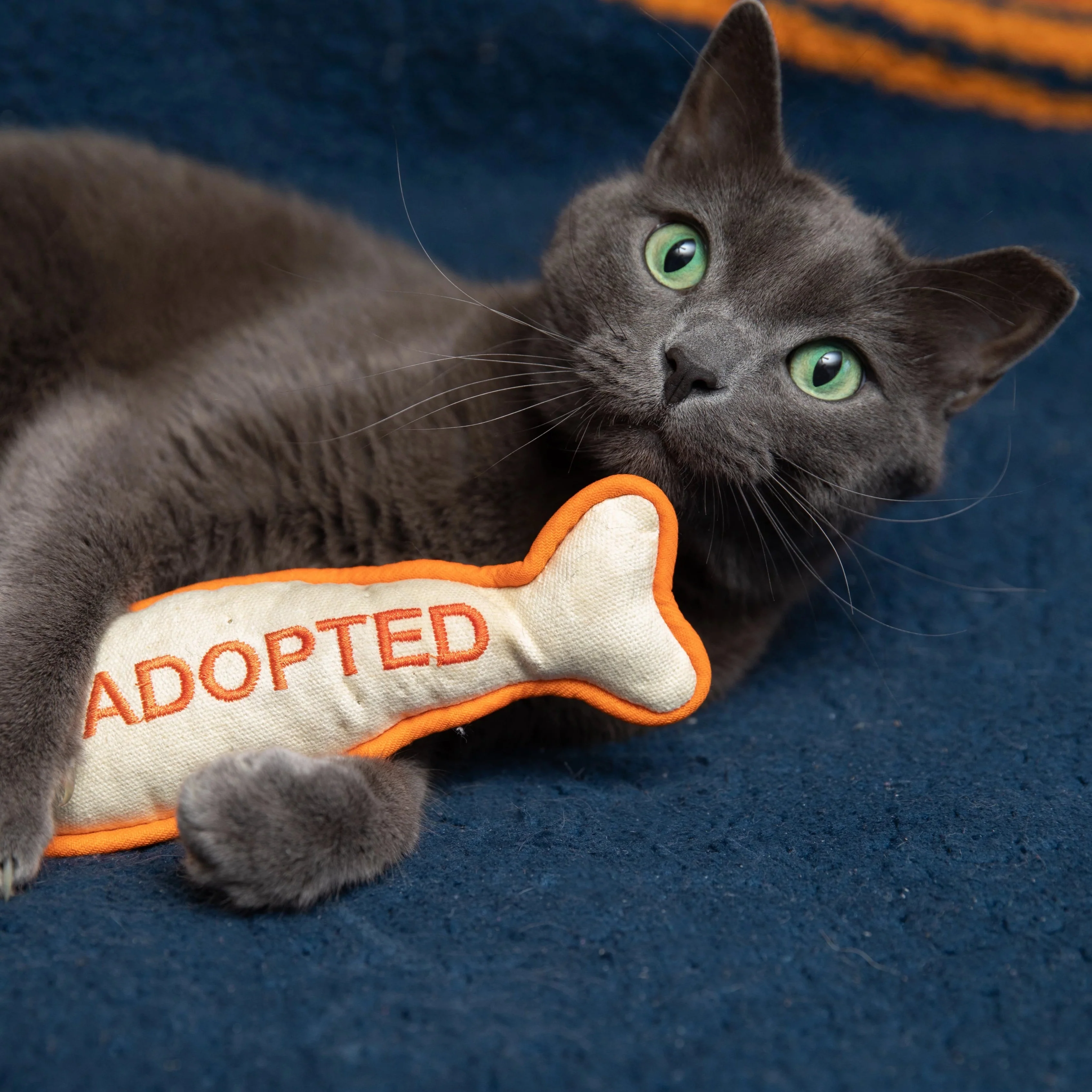 I'm Adopted Cat Toy - Image 3