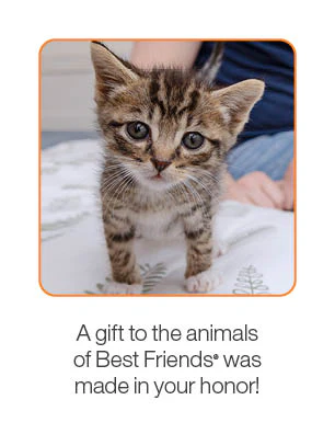Kitten Care Package - Image 3