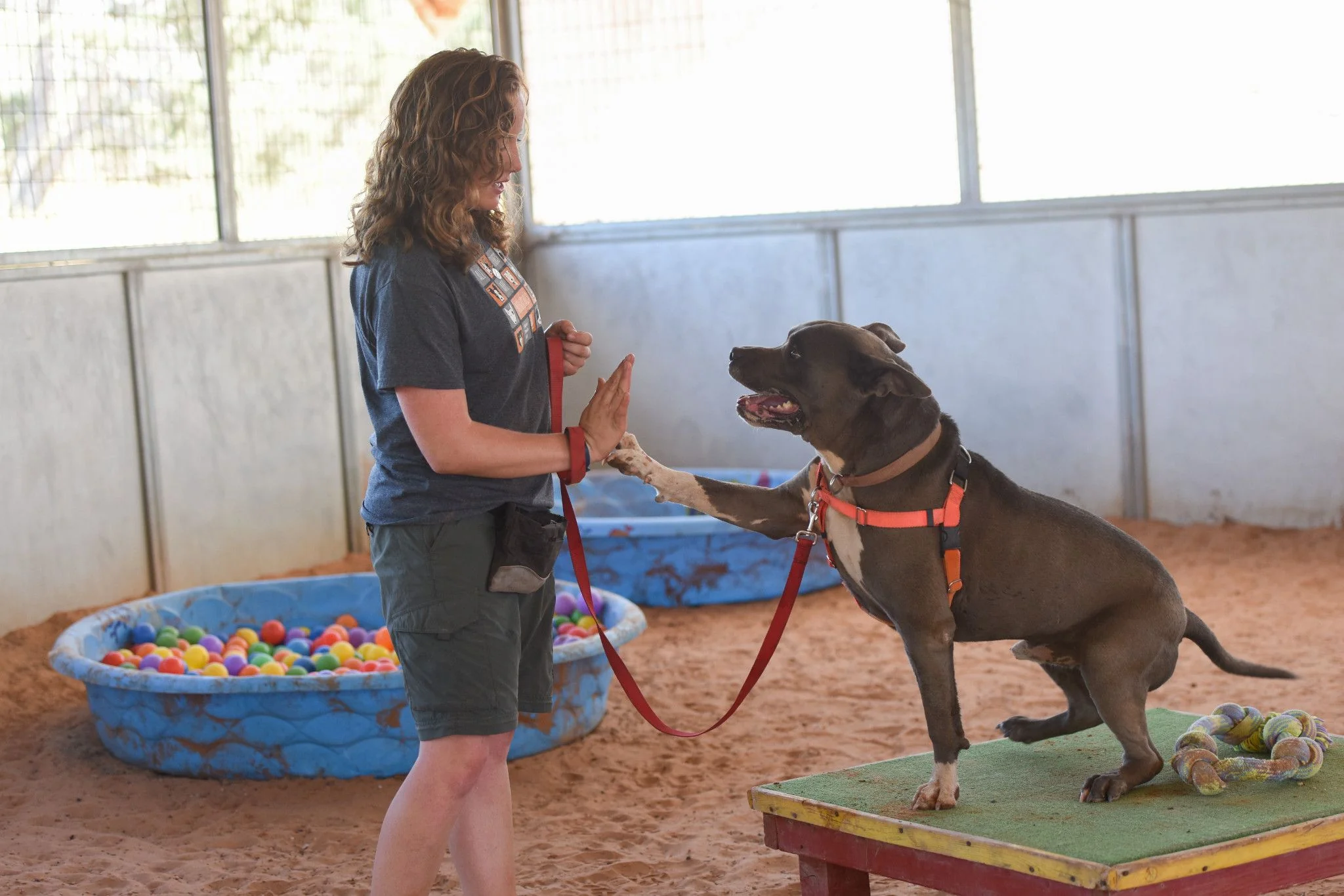 Little Paws Academy - Image 2