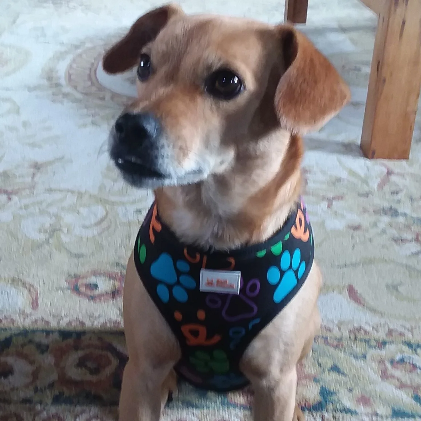 Pet Harness - Image 9