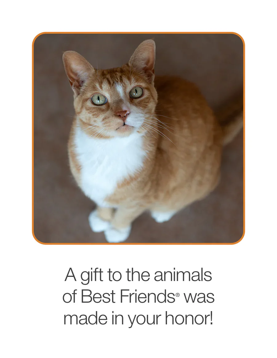 Sponsor Koda - Image 4