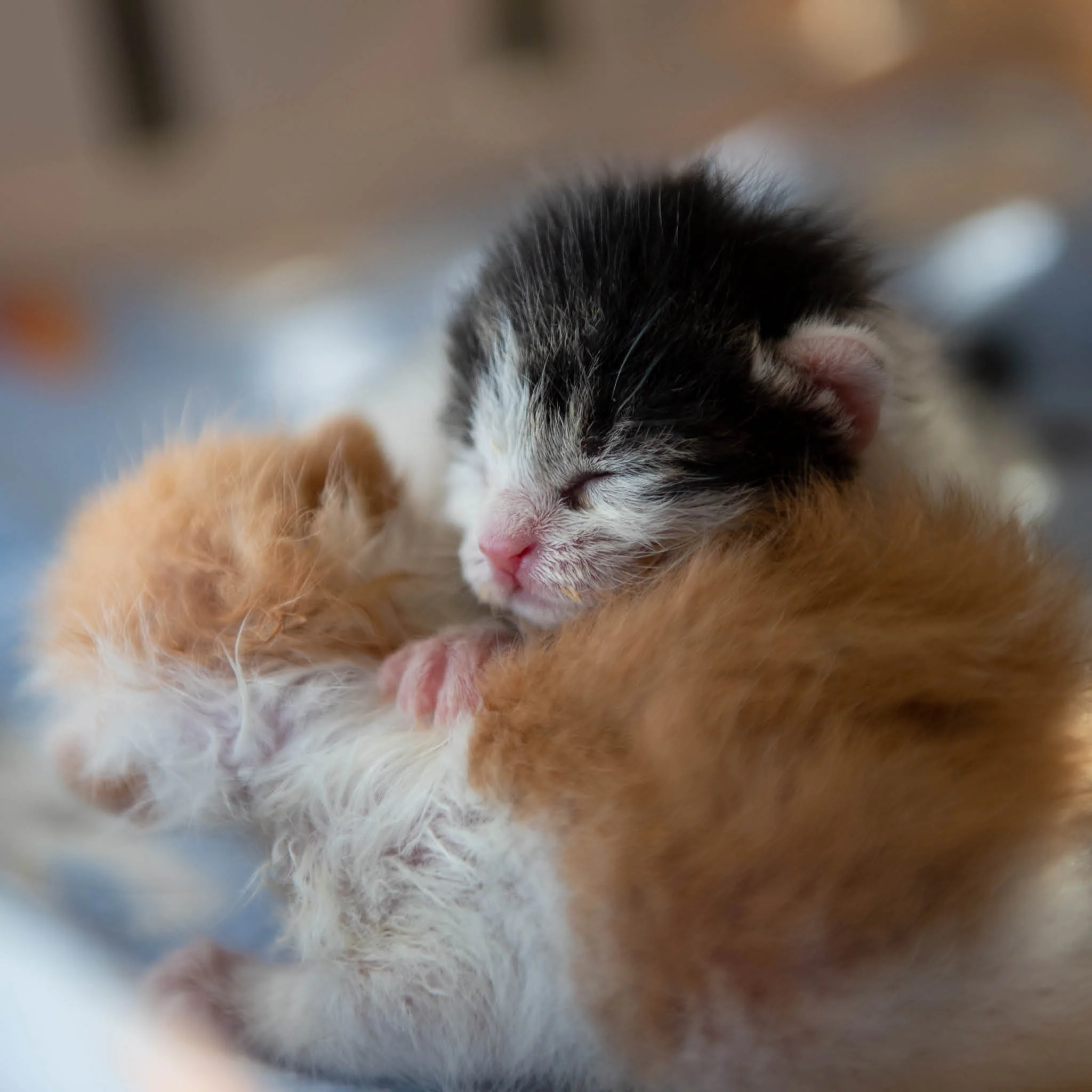 The Snuggle Bundle