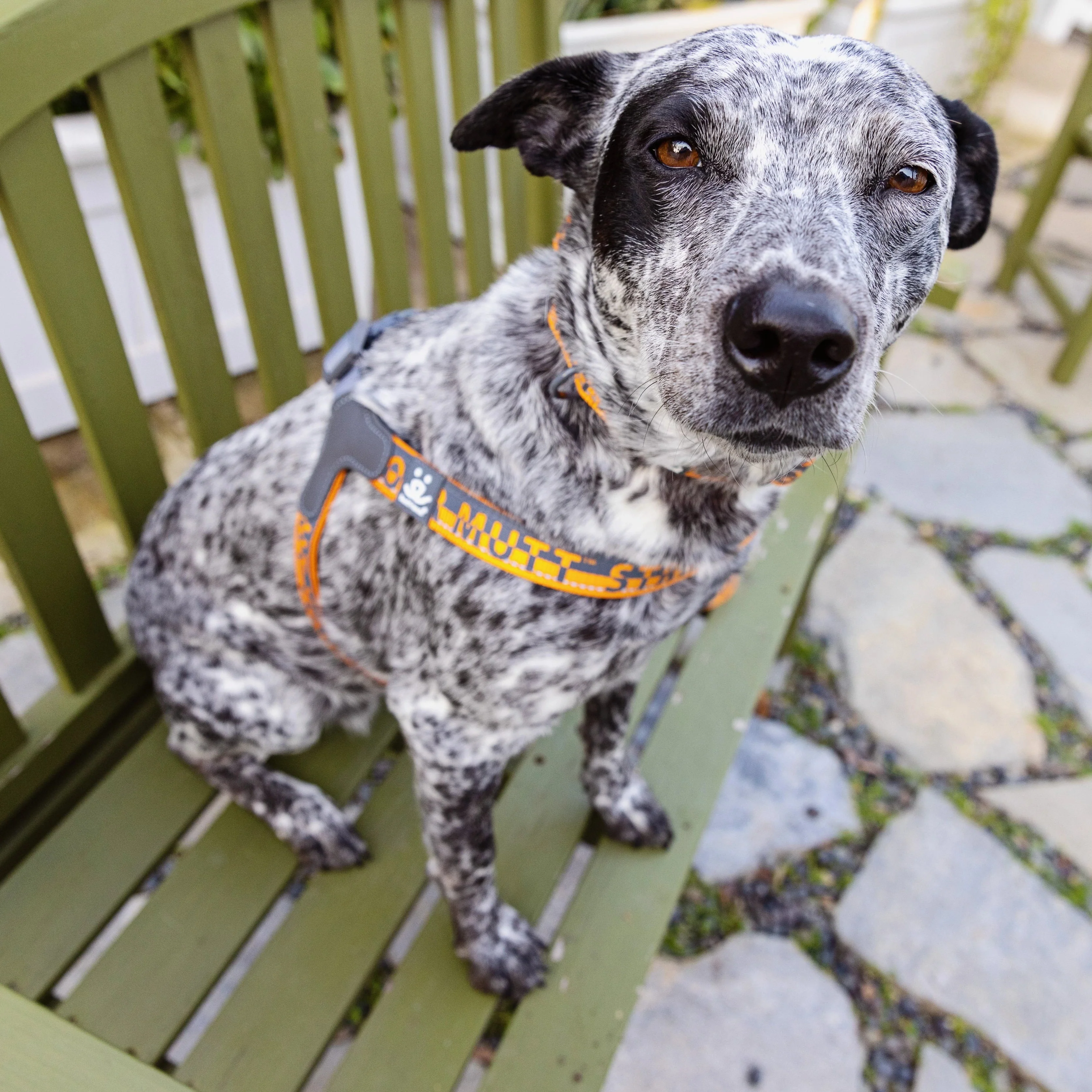 Comfort Harness - Image 8