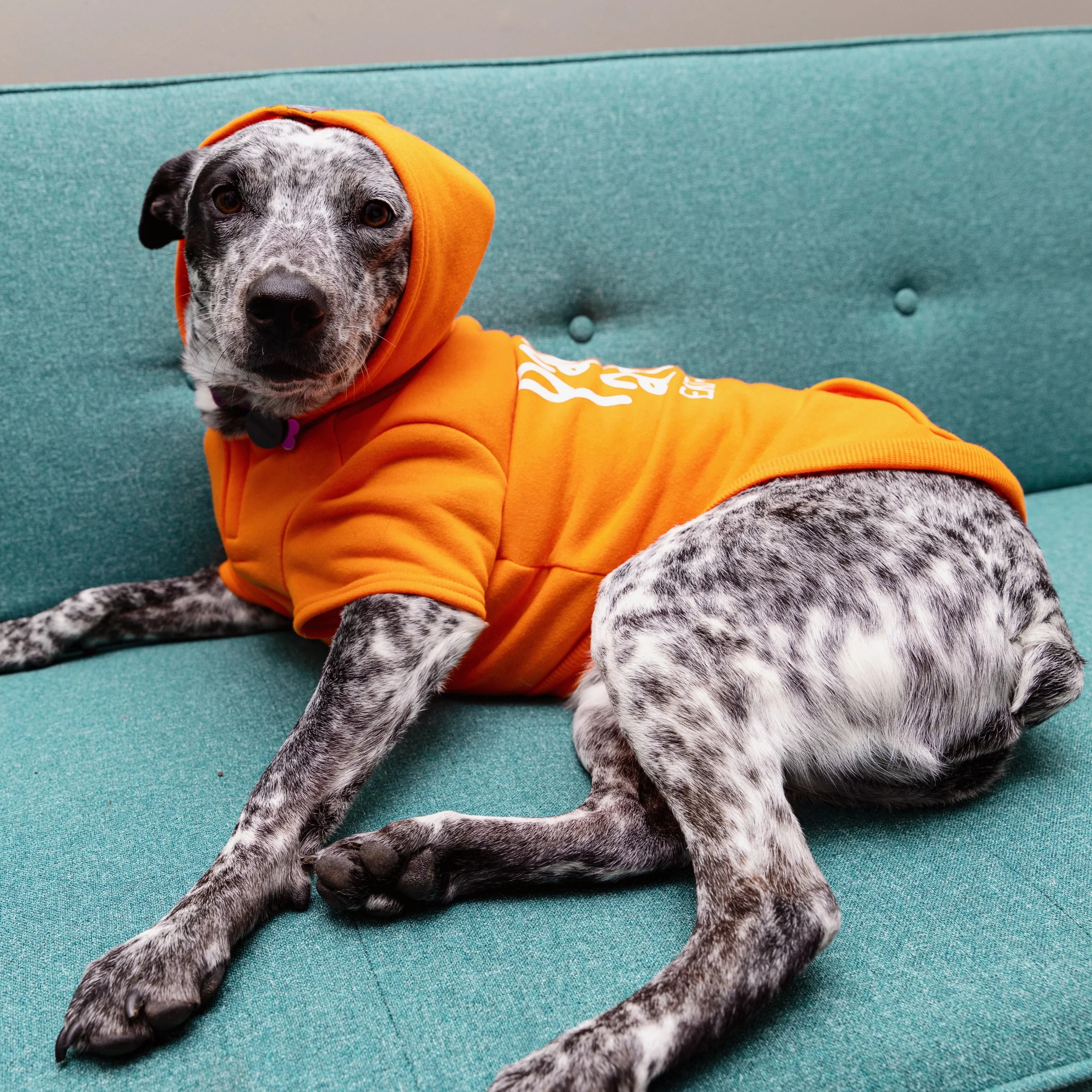 Pawsitive Attitude Dog Hoodie - Image 17