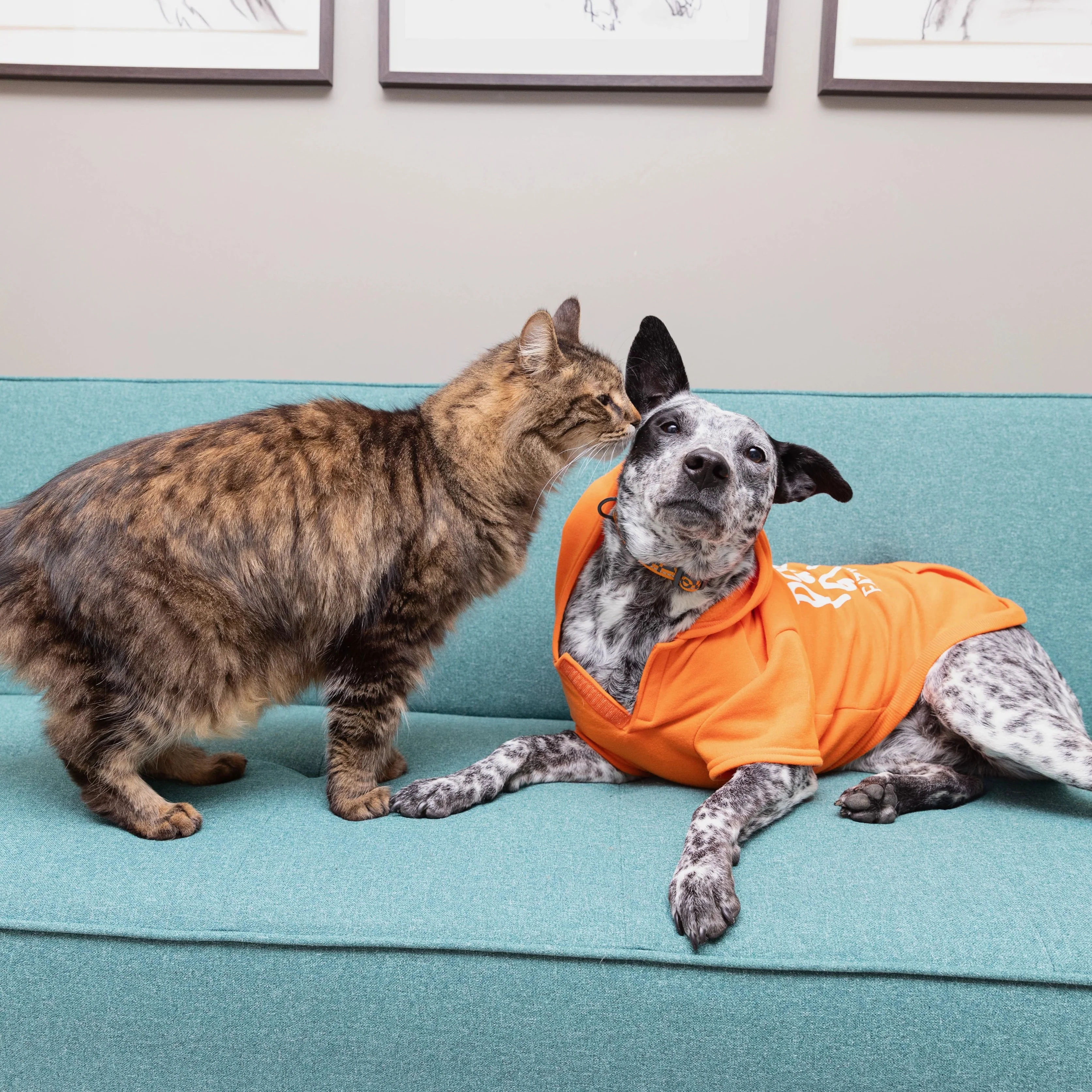 Pawsitive Attitude Dog Hoodie - Image 18