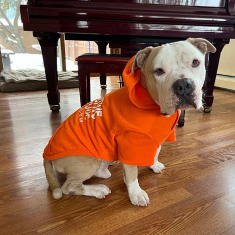 Pawsitive Attitude Dog Hoodie - Image 19