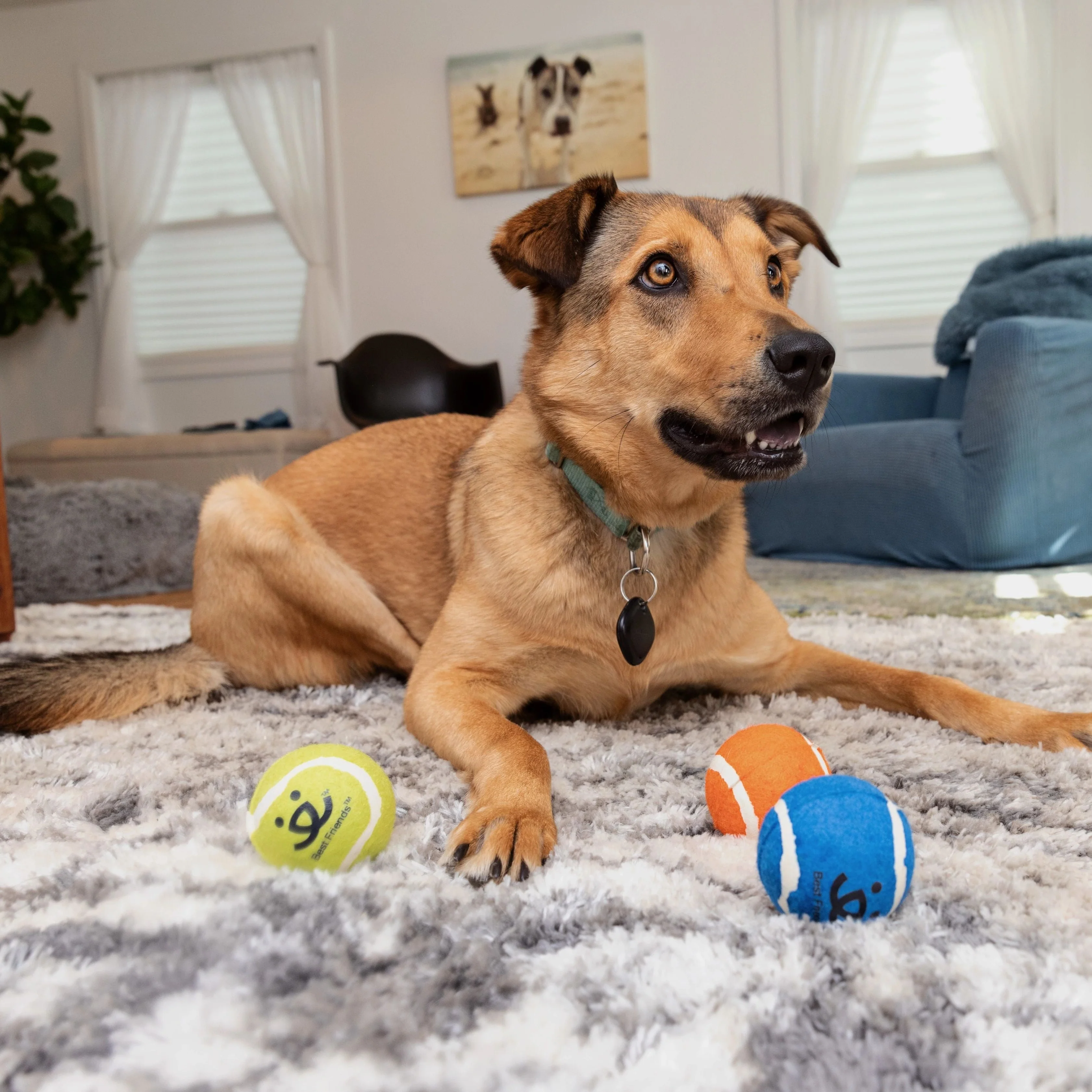 Tennis Ball 3 pack - Image 3