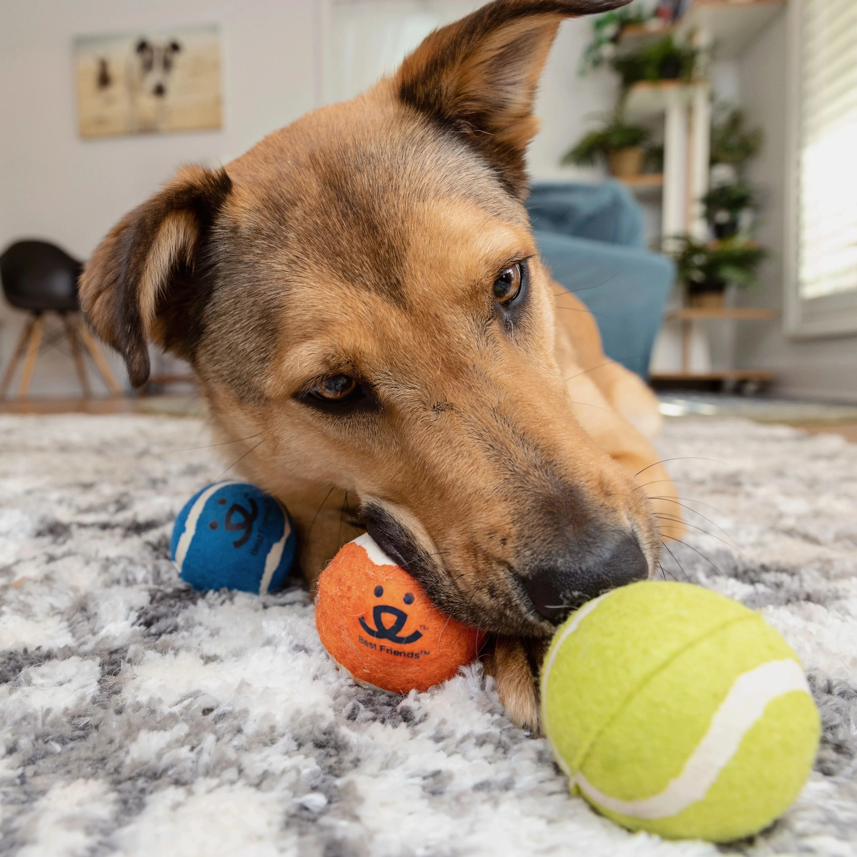 Tennis Ball 3 pack - Image 5